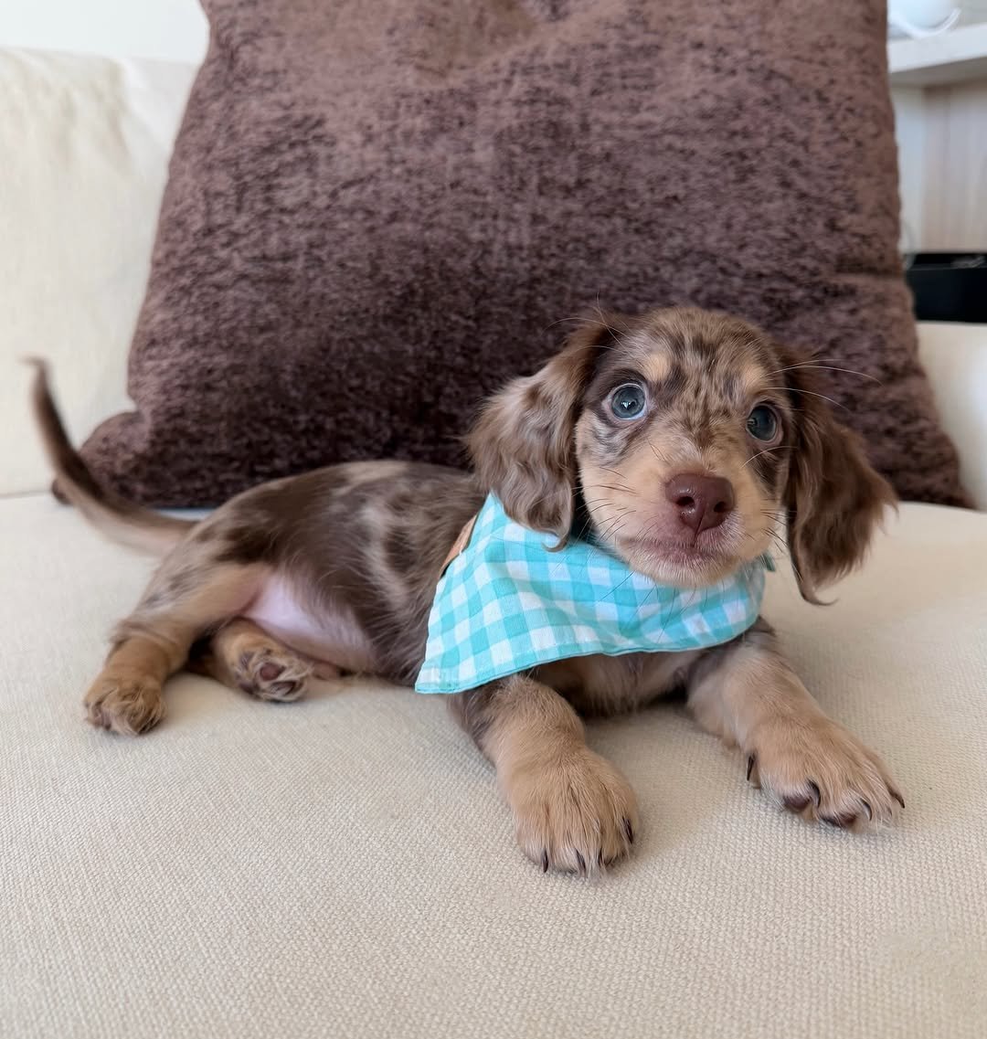 Benny - Dachshund puppy