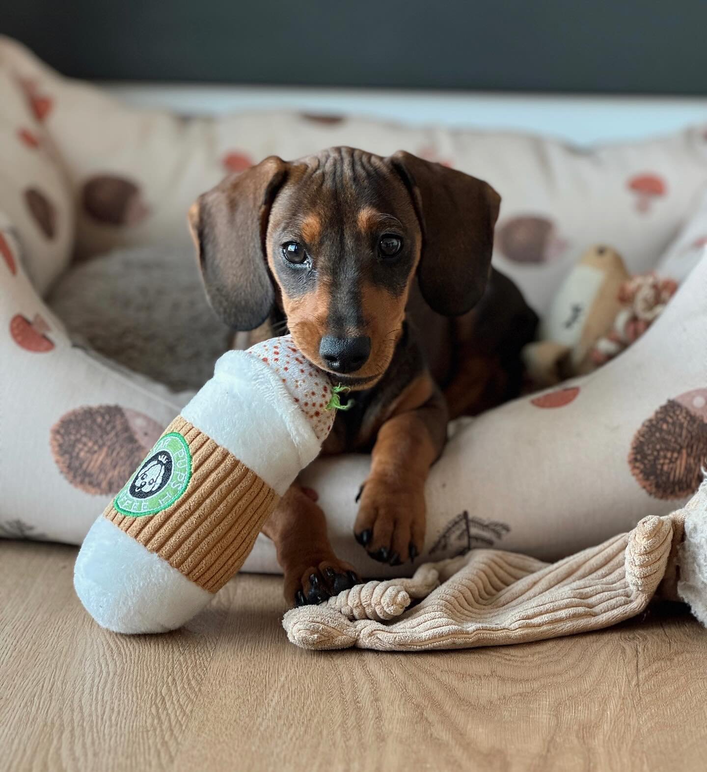 Adorable dachshund companion