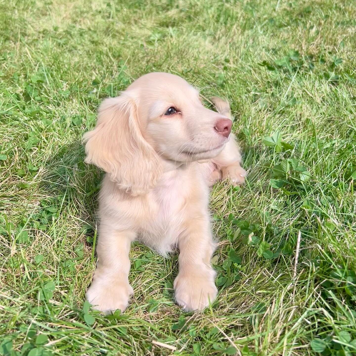 Harold - Dachshund puppy