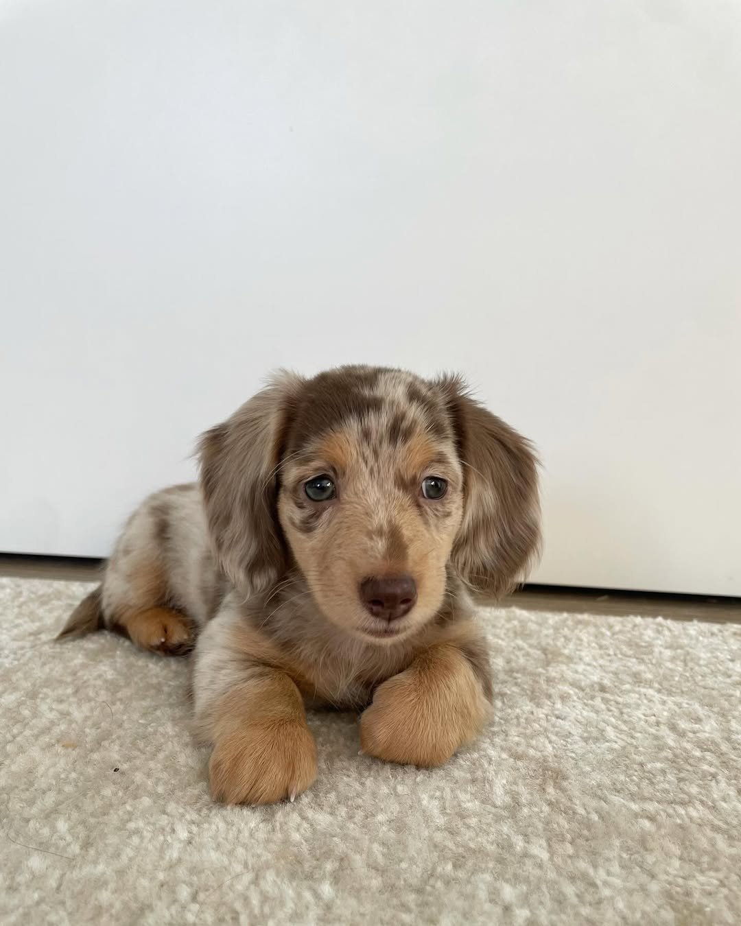 Hazel - Dachshund puppy