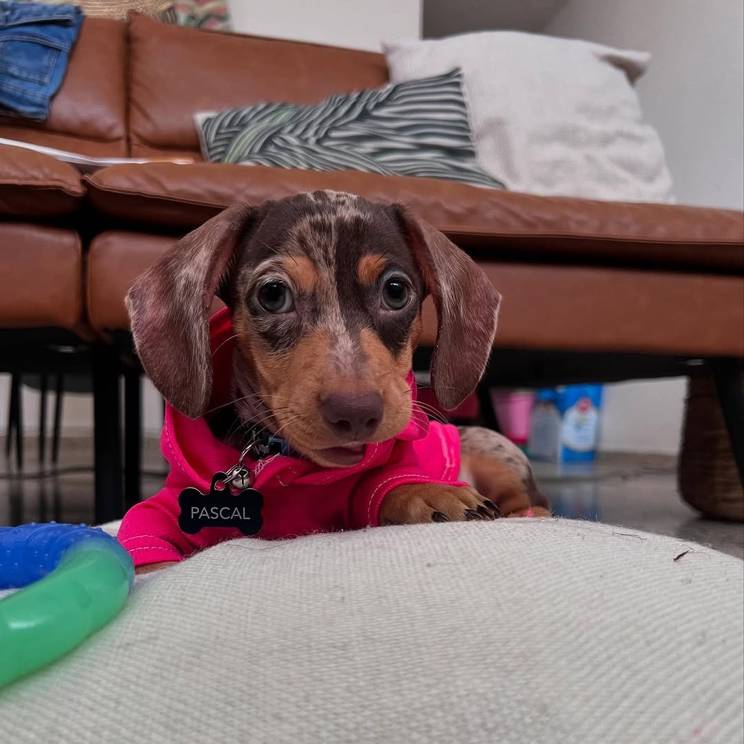 Pascal - Dachshund puppy