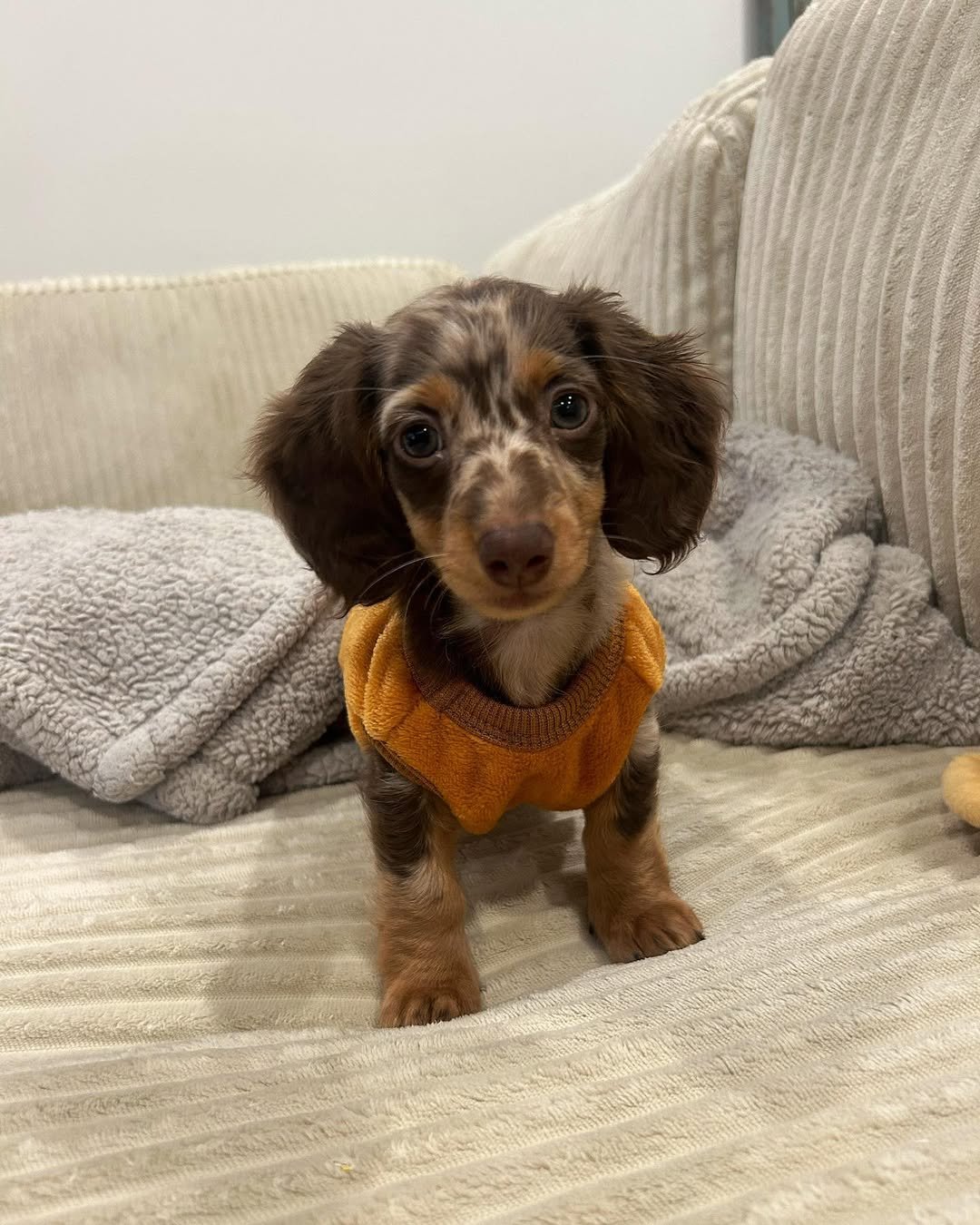 Rosie - Dachshund puppy